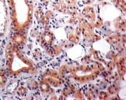 Eps8 Antibody (18F5B11) - Azide and BSA Free, Novus Biologicals 0.1 mg;